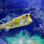 Longhorn Cowfish