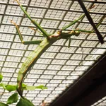 Giant Lime Green Stick-insect