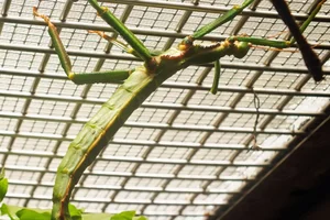 Giant Lime Green Stick-insect