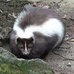 Striped Skunk