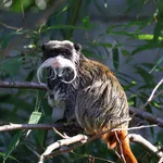 Emperor tamarin