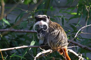 Keizertamarin
