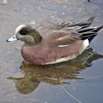 American Wigeon