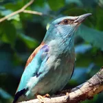 European Roller