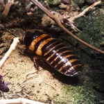 Elliptorhina javanica (Hanitsch, 1930)