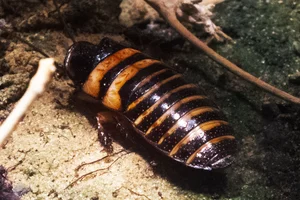 Elliptorhina javanica