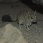 Kowari