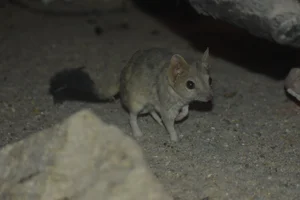 Kamstaartbuidelrat