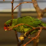 Mindanao Lorikeet