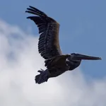 Brown Pelican