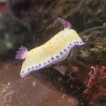 Gold-and-purple Goniobranchus
