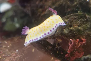 Gold-and-purple Goniobranchus