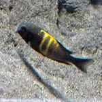 Blunthead Cichlid