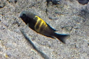 Blunthead Cichlid
