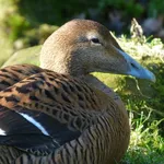 European Eider