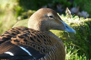 Eider