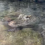 Chinese Alligator