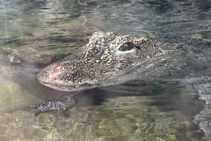 Chinese alligator