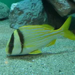 Porkfish