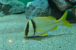 Porkfish