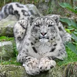 Snow leopard