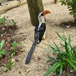 Von der Decken's Hornbill