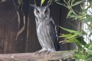 Noordelijke Witwangdwergooruil