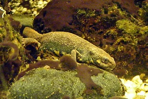 Cynops cyanurus