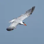 Caspian Tern