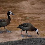 White-faced Whistling Duck