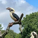 Visayan Hornbill