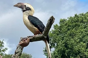 Visayaneushoornvogel