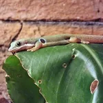 Peacock Day Gecko