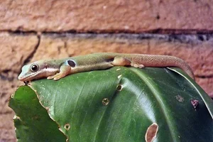 Pauwoogdaggekko