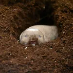 Ansell s Mole-rat