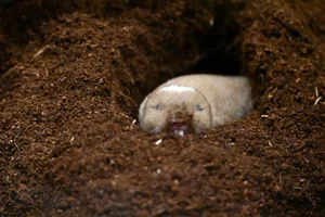 Ansell s Mole-rat