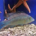 Corkwing Wrasse