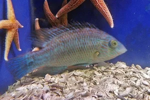 Zwartooglipvis