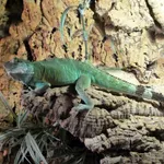 Chinese Water Dragon