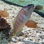 Gold-specs Jawfish