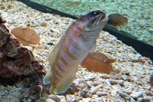 Gold-specs Jawfish