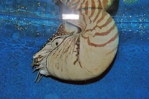 Emperor nautilus