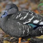 African Black Duck
