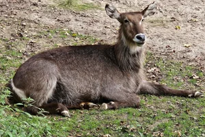 Ellipswaterbok