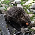 Beaver