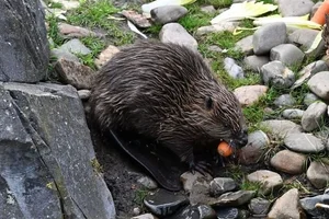 Bever