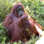 North-west Bornean Orangutan