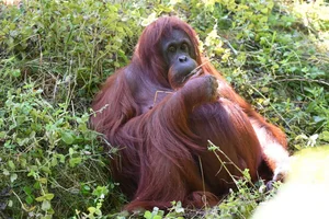 Noordwest-Borneose Orang-oetan