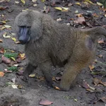 Olive Baboon