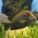 Striped Bristletooth